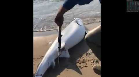 Ginosa, pescatore apre la pancia di uno squalo spiaggiato e salva 50 avannotti: il video